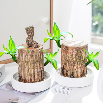 🔥2025 Best Seller🔥-Lucky Brazil Wood Potted Plant☘️