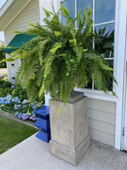 🔥2025 Mother's Day Gift🎁UV Resistant Lifelike Artificial Boston Fern☘️