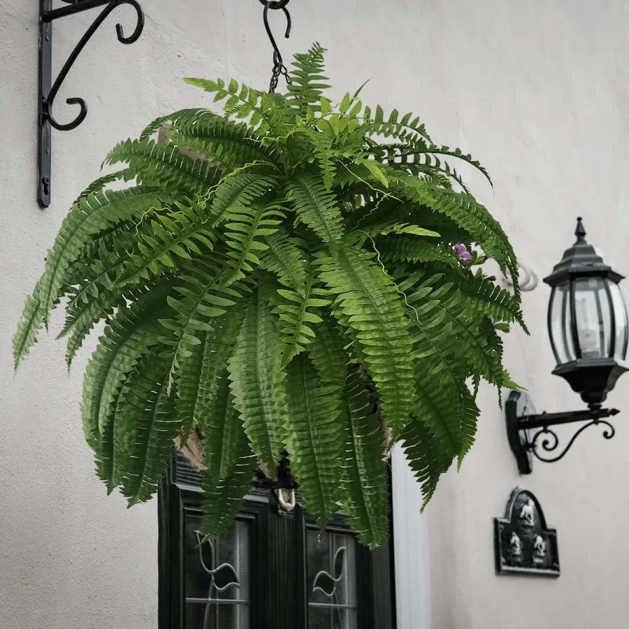 🔥2025 Spring Sale 50% OFF🌿UV Resistant Lifelike Artificial Boston Fern