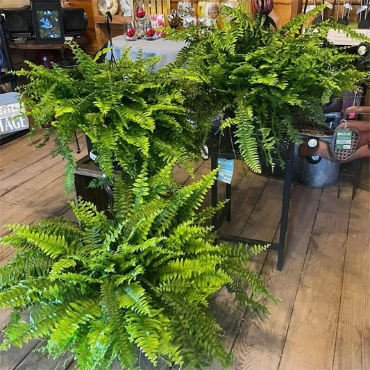 🔥2025 Spring Sale 50% OFF🌿UV Resistant Lifelike Artificial Boston Fern